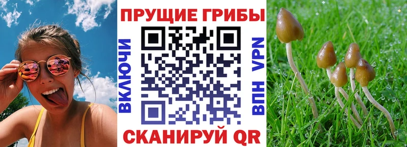 Псилоцибиновые грибы Cubensis  купить наркотик  Глазов 